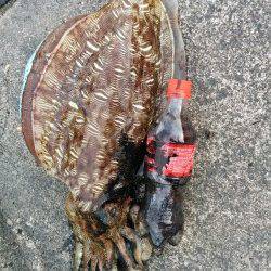 高浜南部でエギング、2.4kgのコウイカGET！