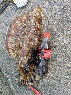 高浜南部でエギング、2.4kgのコウイカGET！