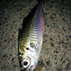 若狭方面にもアジ！アジングでの良型狙いはボトム