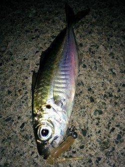 若狭方面にもアジ！アジングでの良型狙いはボトム