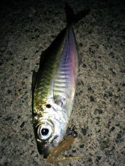 若狭方面にもアジ！アジングでの良型狙いはボ…