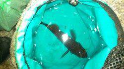 江井ヶ島メバリング〜シンペンをスローにドリフトさせヒット