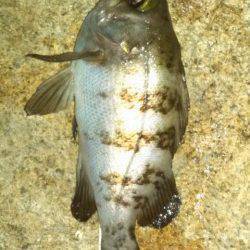 江井ヶ島メバリング〜シンペンをスローにドリフトさせヒット