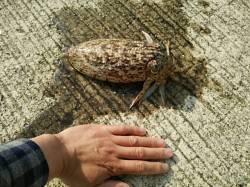 朝まづめ狙いで田辺ランガン　なんとかコウイ…