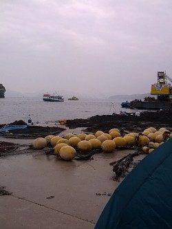 マダイ狙いで伊根方面に釣行、釣果はアコウ・ガシラ・キス・アジなど