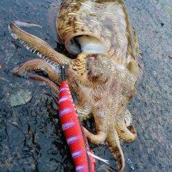 串本にて雨の中ヤエンでアオリイカ〜ドラグがなり待望の1杯！