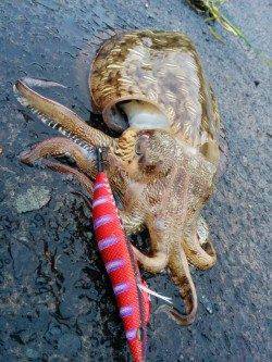 串本にて雨の中ヤエンでアオリイカ〜ドラグがなり待望の1杯！