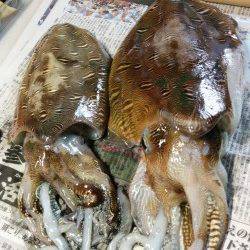 串本にて雨の中ヤエンでアオリイカ〜ドラグがなり待望の1杯！