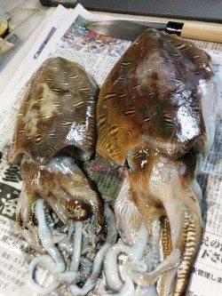 串本にて雨の中ヤエンでアオリイカ〜ドラグがなり待望の1杯！