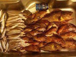 マダイ狙いで伊根方面に釣行、釣果はアコウ・ガシラ・キス・アジなど