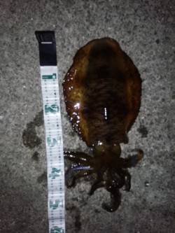岩代にてエギング、アオリイカの釣果