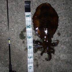 岩代にてエギング、アオリイカの釣果