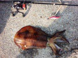 田辺　朝まずめ狙いのエギングでアオリイカ狙い★