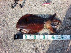 田辺　朝まずめ狙いのエギングでアオリイカ狙い★