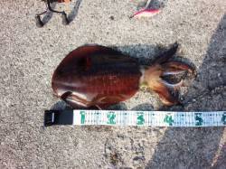 田辺　朝まずめ狙いのエギングでアオリイカ狙…