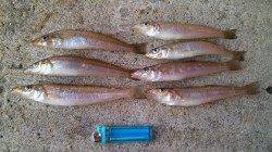 香住東港にてちょい投げキス、連続ヒット