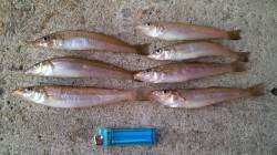 香住東港にてちょい投げキス、連続ヒット