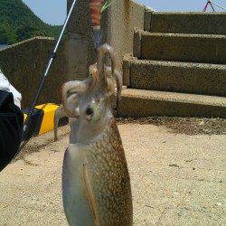 久美浜にて昼前からのエギング、コウイカ連続ヒット！