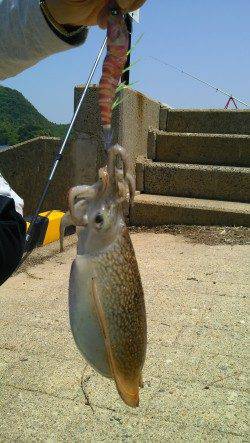 久美浜にて昼前からのエギング、コウイカ連続ヒット！