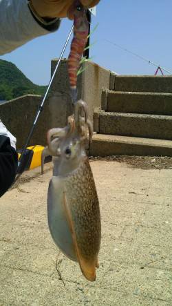 久美浜にて昼前からのエギング、コウイカ連続…