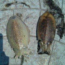 久美浜にて昼前からのエギング、コウイカ連続ヒット！