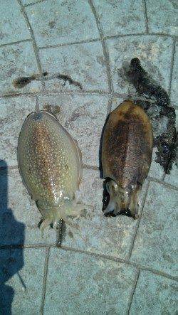 久美浜にて昼前からのエギング、コウイカ連続ヒット！