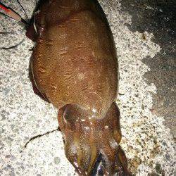 大潮なので若狭のイカ調査〜藻場でコウイカ1.3kg、朝方1.2kgを追加