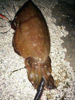 大潮なので若狭のイカ調査〜藻場でコウイカ1.3kg、朝方1.2kgを追加