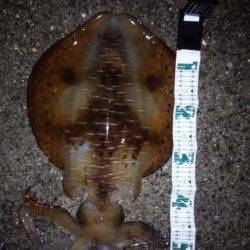 岩代にてエギングでアオリイカ2.2キロ！！