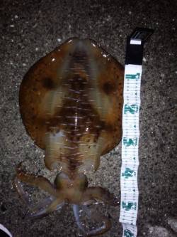岩代にてエギングでアオリイカ2.2キロ!!…