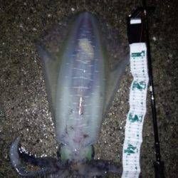 岩代にてエギングでアオリイカ2.2キロ！！
