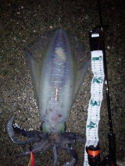 岩代にてエギングでアオリイカ2.2キロ！！