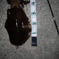 堺・一本松漁港　夜11時過ぎにエギングでアオリイカの1795g！