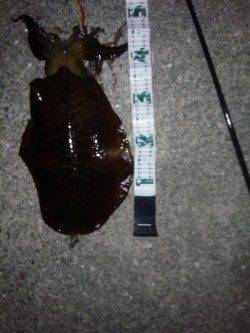 堺・一本松漁港　夜11時過ぎにエギングでアオリイカの1795g！