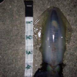 堺・一本松漁港　夜11時過ぎにエギングでアオリイカの1795g！