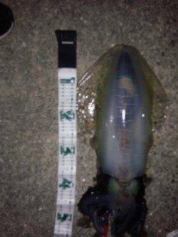 堺・一本松漁港　夜11時過ぎにエギングでアオリイカの1795g！