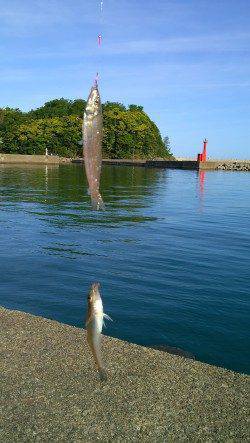 香住東港ファミリーでちょい投げ☆キス2連や20cmのナイスサイズも