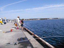 汐見埠頭砂揚場でサビキ釣り〜イワシの回遊あり楽しめました