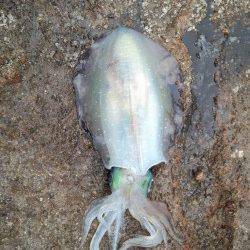 目良漁港エギング、初めてのポイントでなんとかアオリイカ１杯