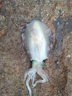 目良漁港エギング、初めてのポイントでなんとかアオリイカ１杯