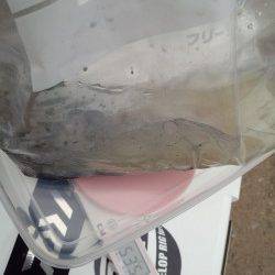 目良漁港エギング、初めてのポイントでなんとかアオリイカ１杯