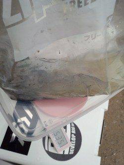 目良漁港エギング、初めてのポイントでなんとかアオリイカ１杯