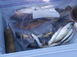 泉佐野 食品コンビナート　サビキでイワシ、…