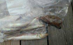 音海の筏でエギング&キッシング〜コウイカ・キス・ガシラ