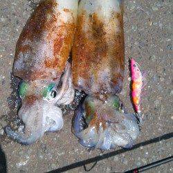 京丹後方面へエギングへ、立て続けにアオリイカget!!