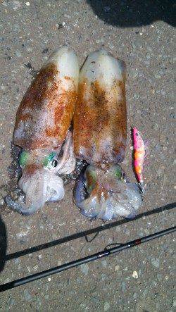 京丹後方面へエギングへ、立て続けにアオリイカget!!