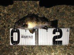 サーフのメバリングで〜22cmのメバル☆