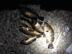 サーフのメバリングで〜22cmのメバル☆