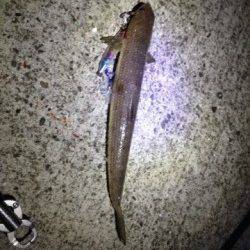 芳養漁港でルアーフィッシング、内向きではイワシ入れ食いでした