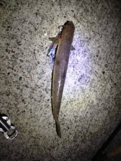 芳養漁港でルアーフィッシング、内向きではイ…